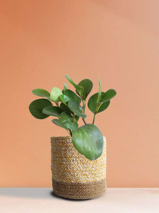 Baby Rubber Plant Green (Medium)