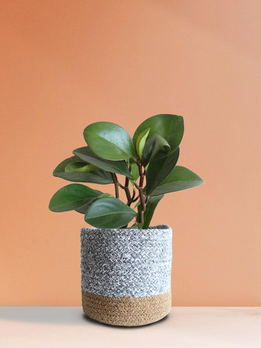Baby Rubber Red Edge Plant Gift in Eco Pot (Medium)