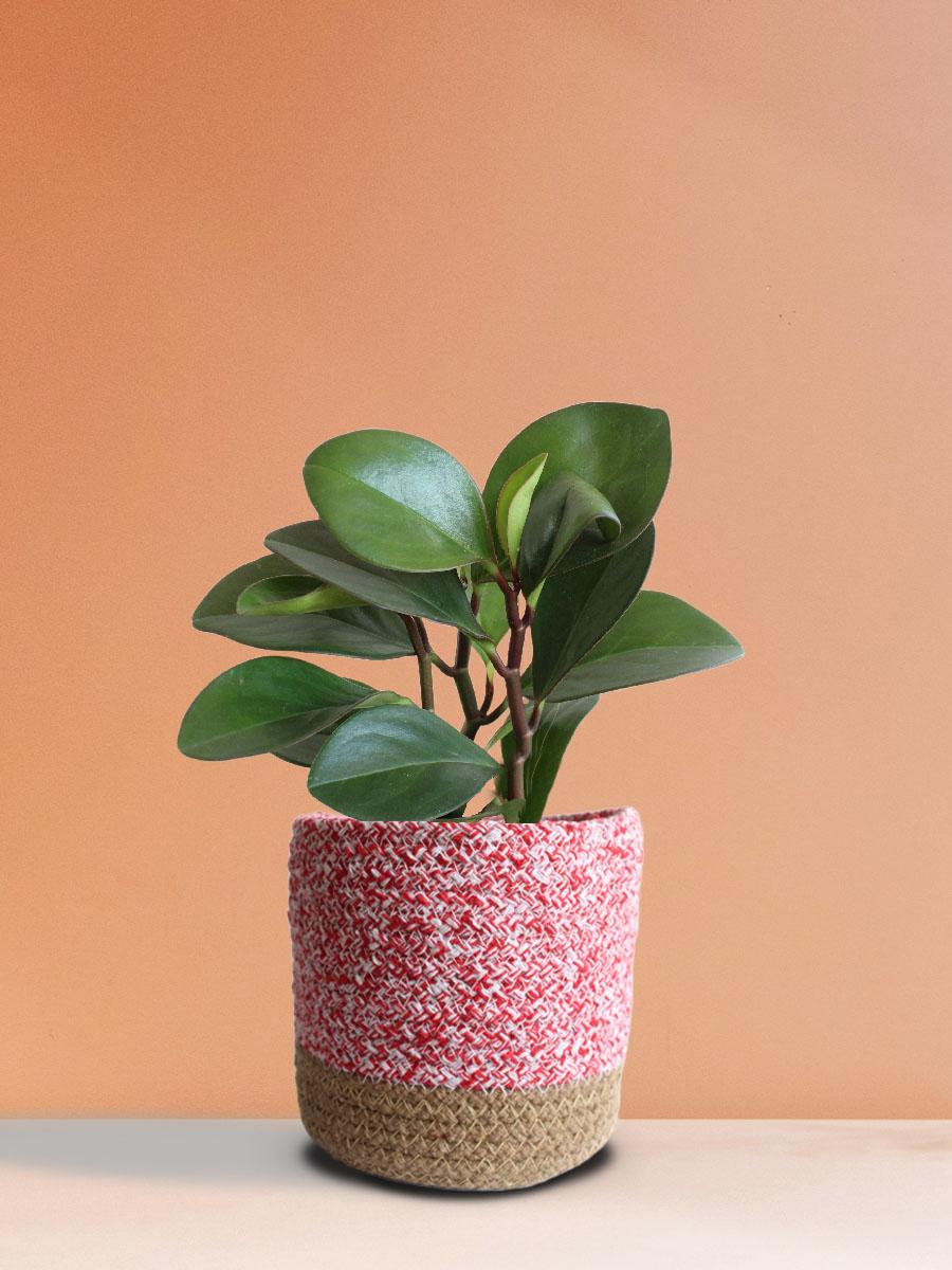 Baby Rubber Red Edge Plant Gift in Eco Pot (Medium)