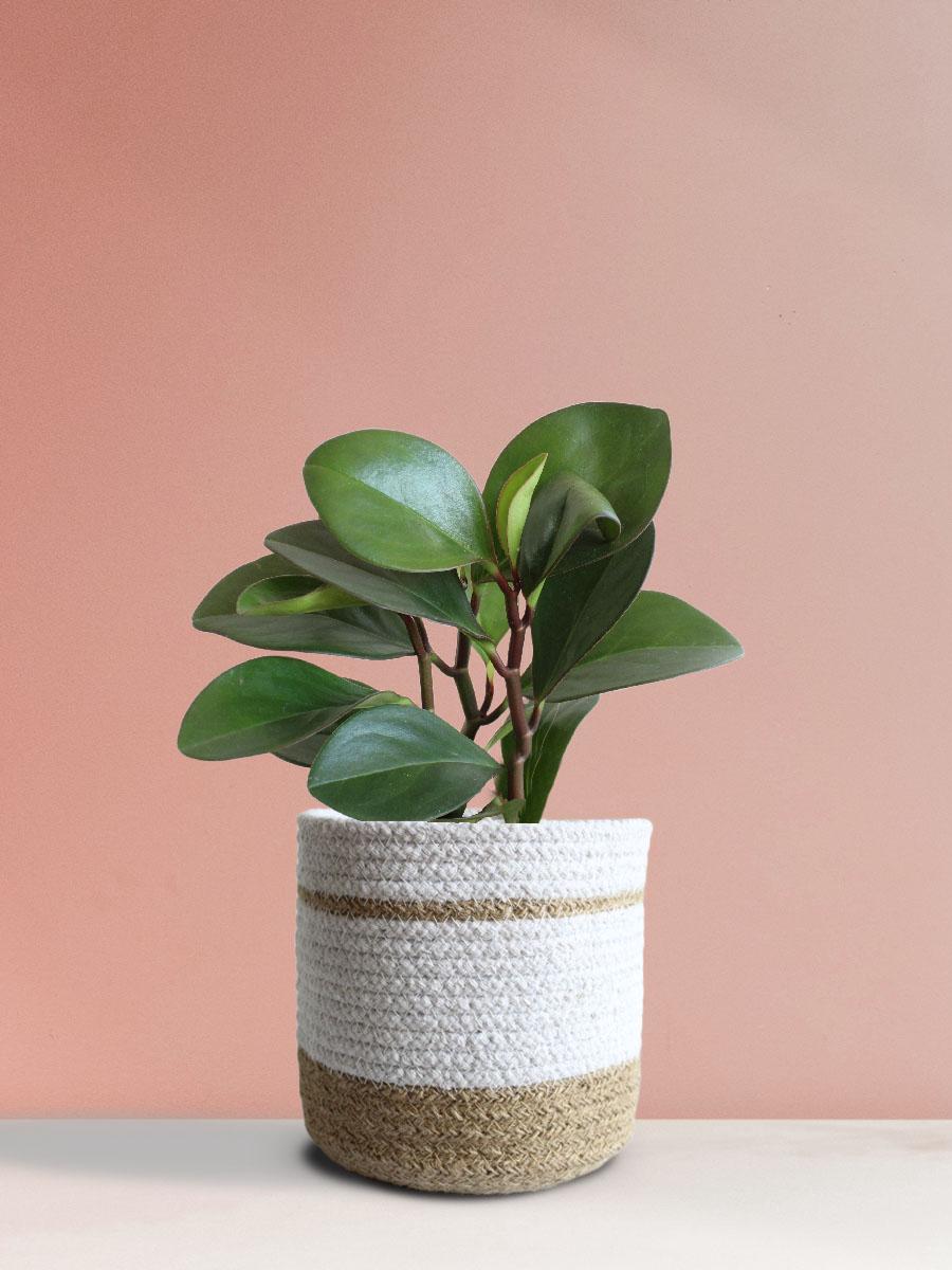 Baby Rubber Red Edge Plant Gift in Eco Pot (Medium)