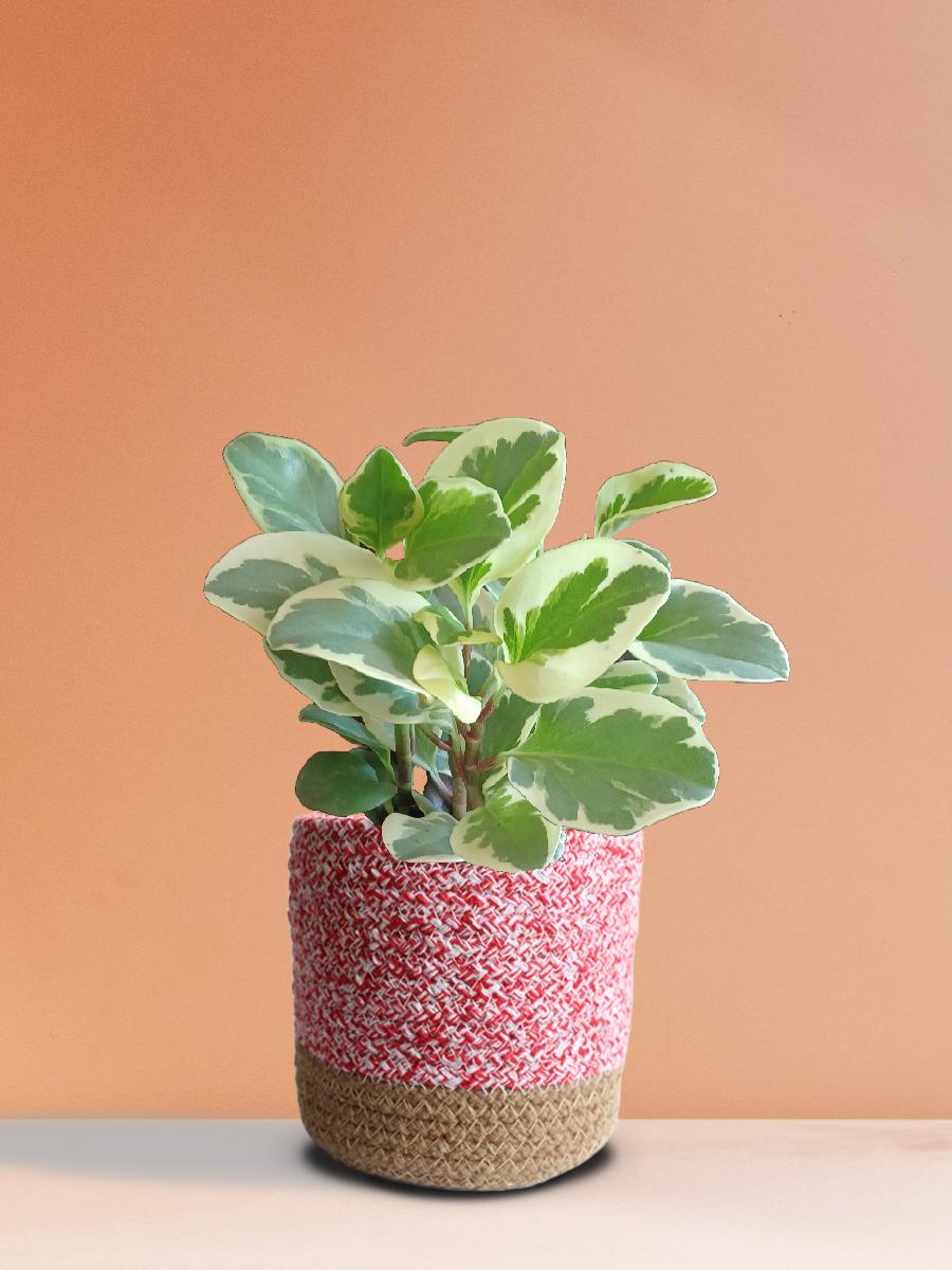 Baby Rubber Variegated Plant Gift in Eco Pot (Medium)