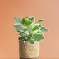 Baby Rubber Variegated Plant Gift in Eco Pot (Medium)