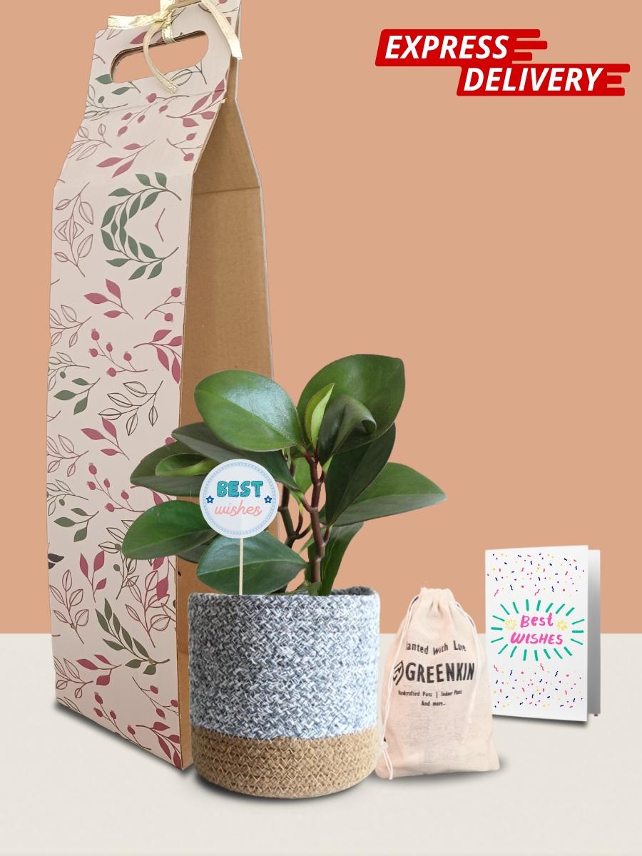 Baby Rubber Red Edge Plant Gift in Eco Pot (Medium)
