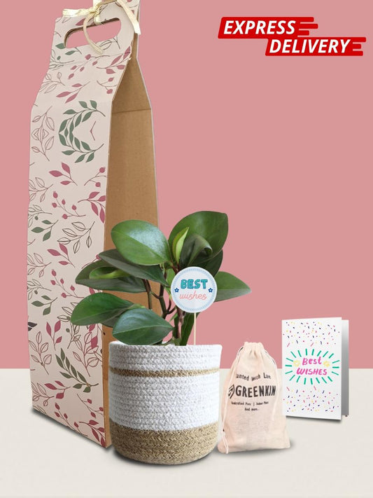 Baby Rubber Red Edge Plant Gift in Eco Pot (Medium)