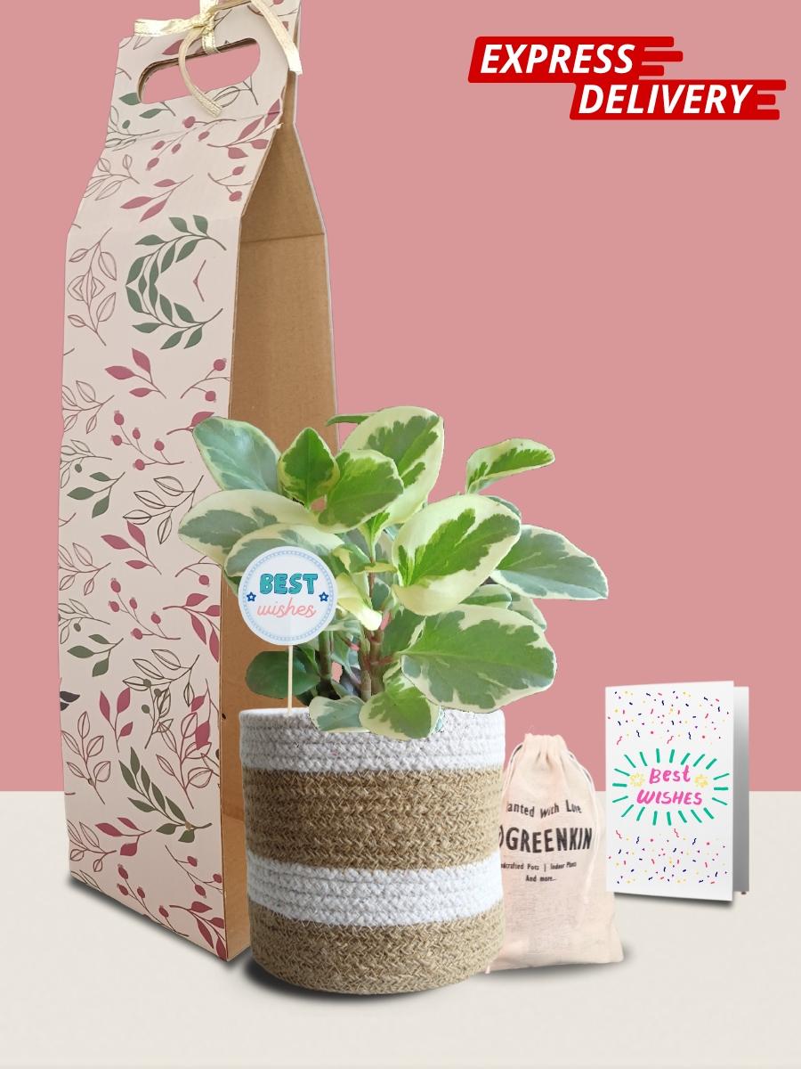 Baby Rubber Variegated Plant Gift in Eco Pot (Medium)