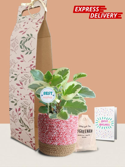 Baby Rubber Variegated Plant Gift in Eco Pot (Medium)