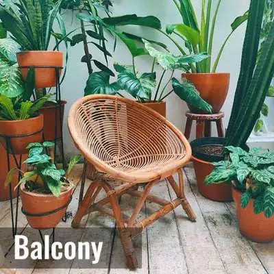 buy plants for balcony
