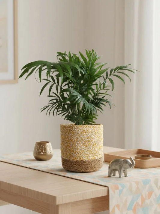 Bamboo / Chamaedorea Palm (Medium)