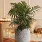 Bamboo Palm (Large)