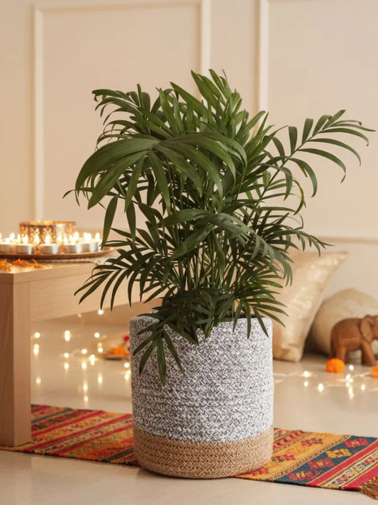 Bamboo Palm (Large)