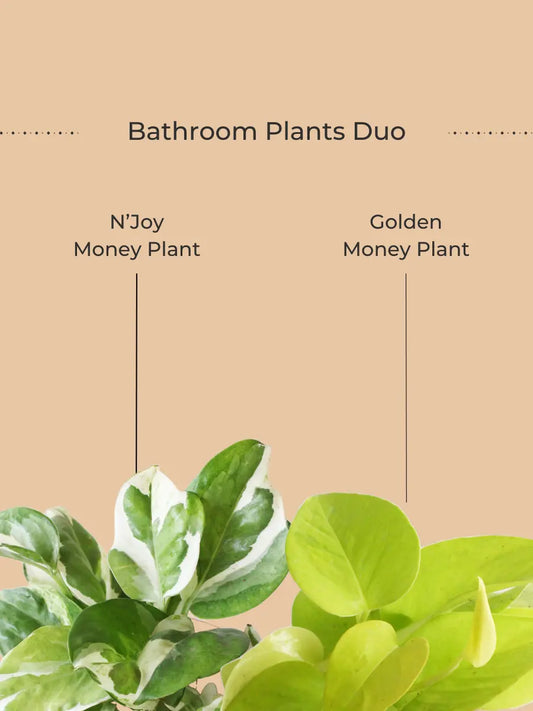 Bathroom Plants Combo (Small)