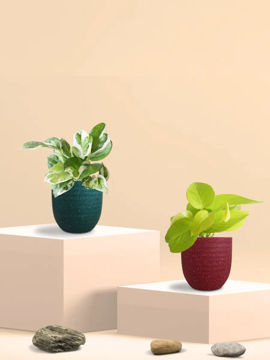plant pot for bathroom Bathroom Plants Combo (Small) – Greenkin