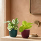 Bathroom Plants Combo (Small)
