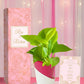 beautiful matrimony wedding return gift plant with self watering pot