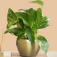 Money Plant Gold King (Small) in Golden Metal Pot