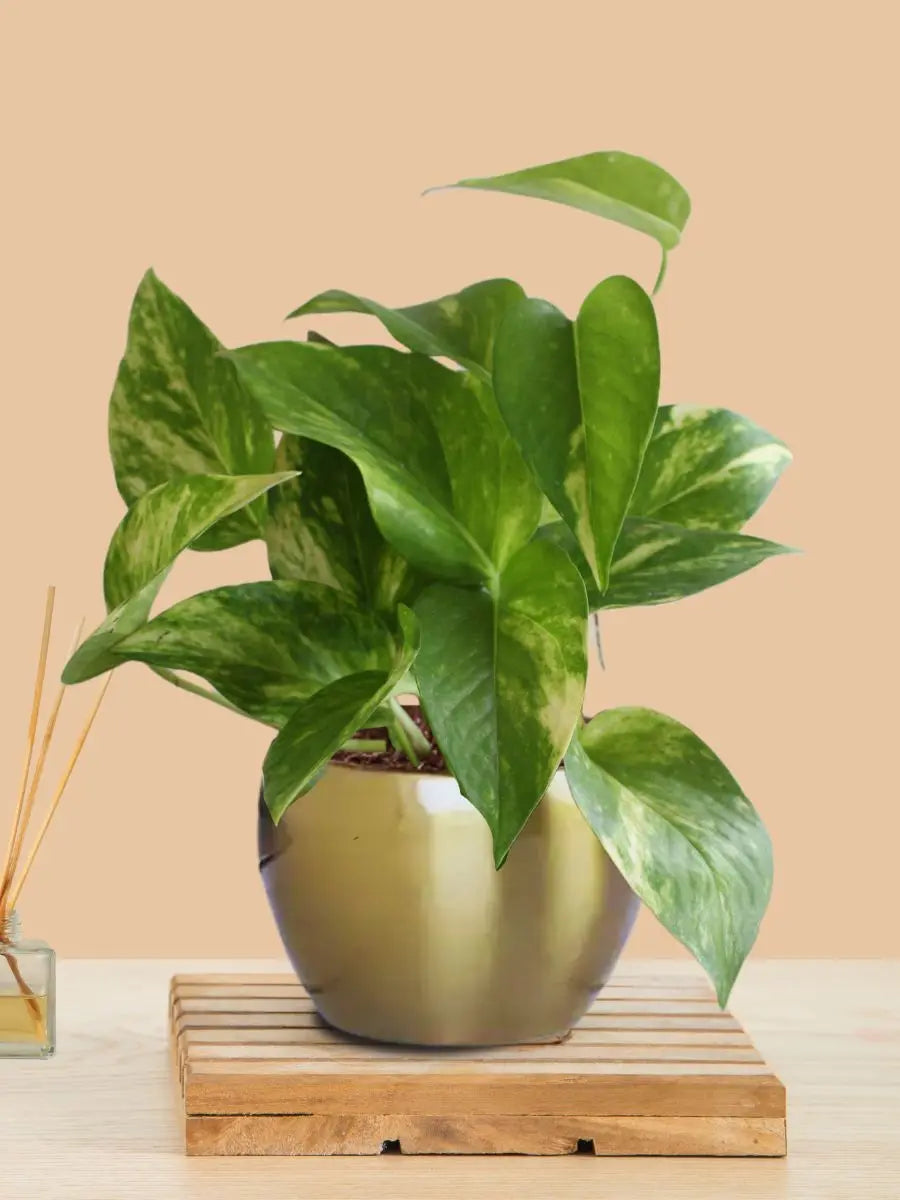 Money Plant Gold King (Small) in Golden Metal Pot