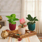 Bedroom Plants Combo for Better Sleep (Small)