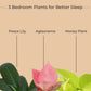 Bedroom Plants Combo for Better Sleep (Small)