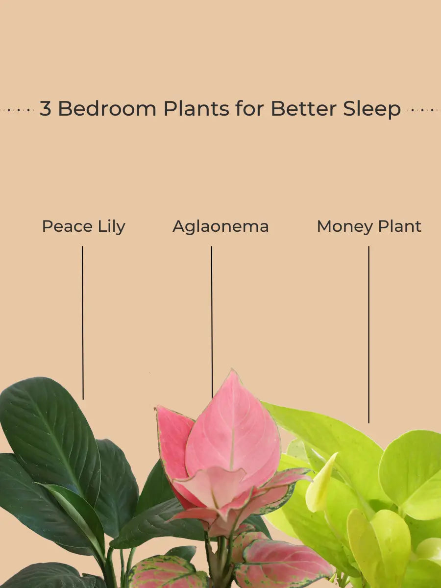 Bedroom Plants Combo for Better Sleep (Small)