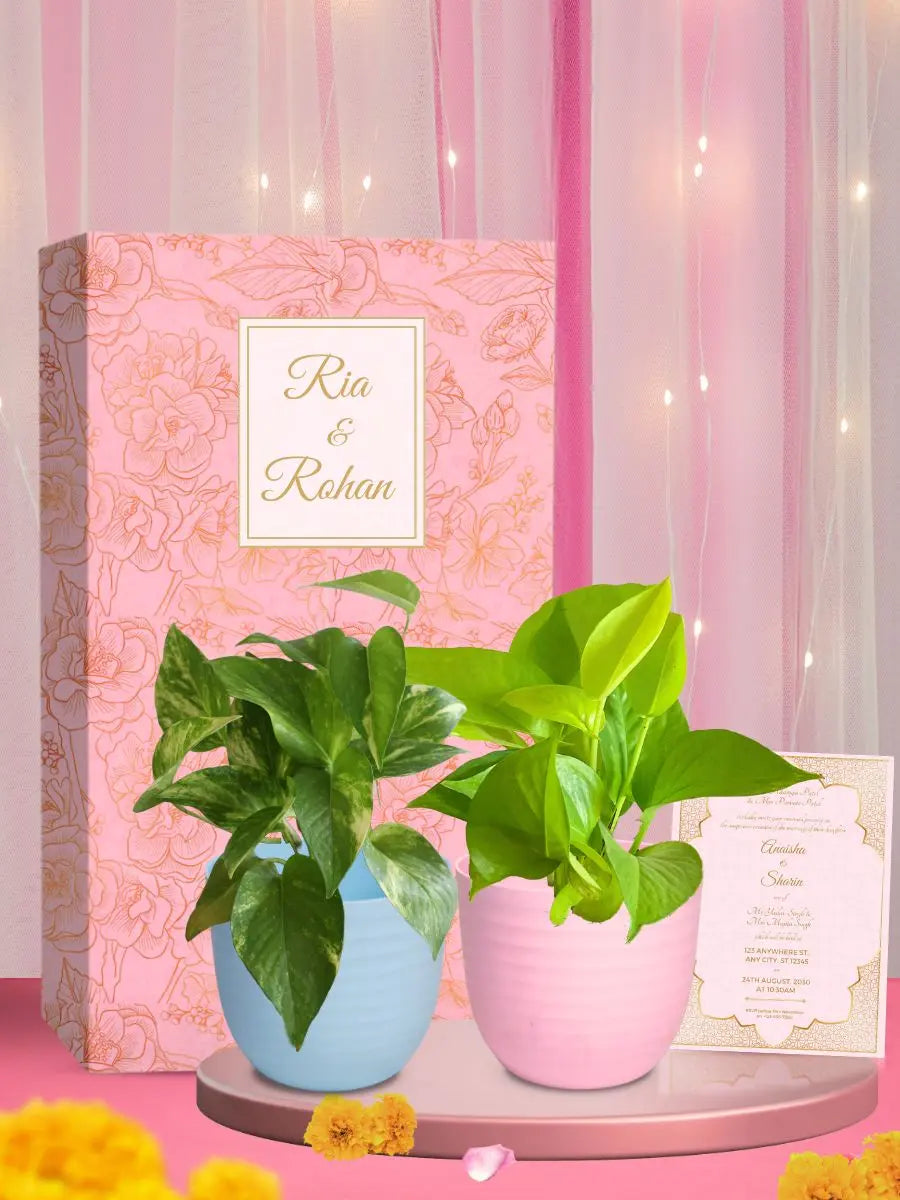 best wedding return gift live plants bride and groom