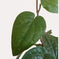 Betel Leaf Plant - Magai Paan (Small) in Eco Pot