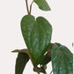 Betel Leaf Plant - Magai Paan (Small) in Eco Pot