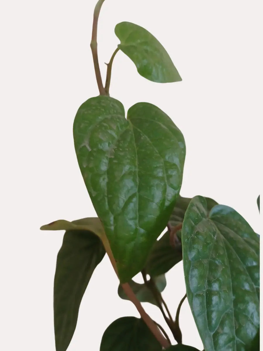 Betel Leaf Plant - Magai Paan (Small) in Eco Pot