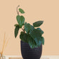 Betel Leaf Plant - Magai Paan (Small) in Eco Pot