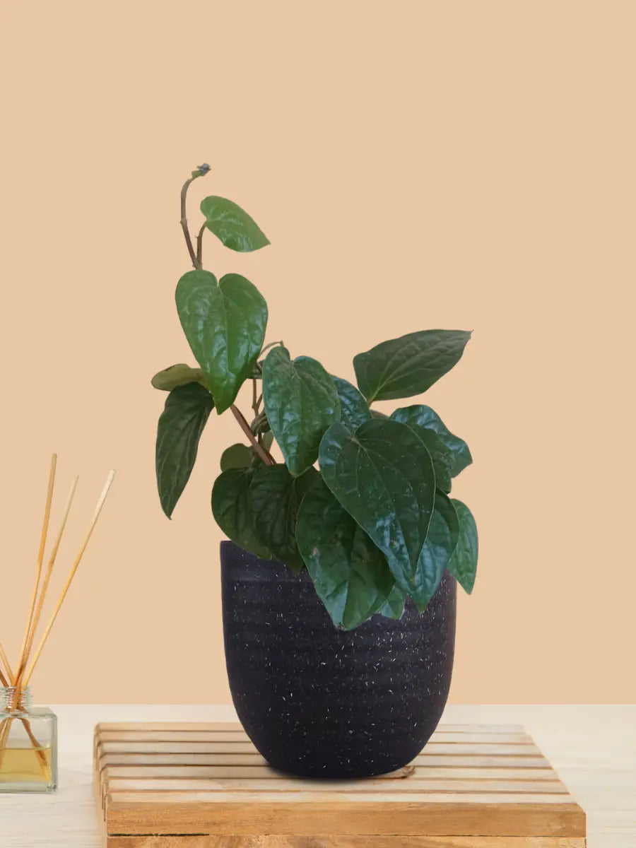 Betel Leaf Plant - Magai Paan (Small) in Eco Pot