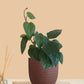 Betel Leaf Plant - Magai Paan (Small) in Eco Pot