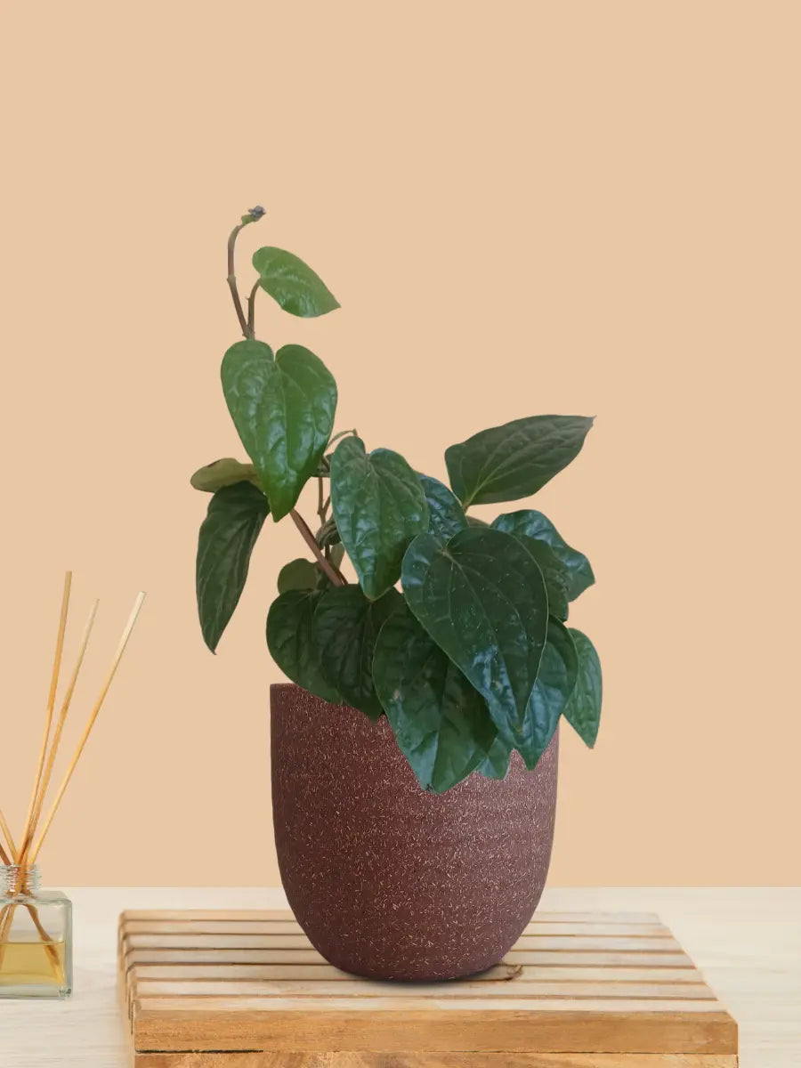 Betel Leaf Plant - Magai Paan (Small) in Eco Pot