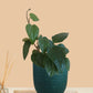 Betel Leaf Plant - Magai Paan (Small) in Eco Pot