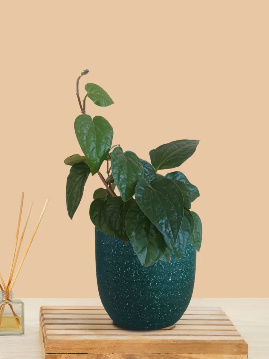 Betel Leaf Plant - Magai Paan (Small) in Eco Pot