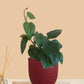 Betel Leaf Plant - Magai Paan (Small) in Eco Pot