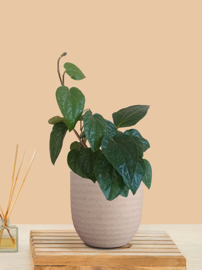 Betel Leaf Plant - Magai Paan (Small) in Eco Pot