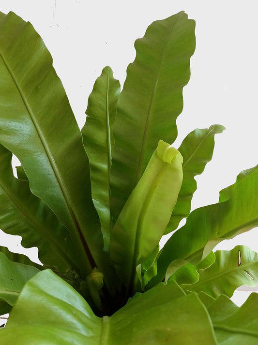 Bird's Nest Fern (X-Large)