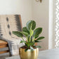 Birkin Philodendron Plant in 4" Golden Metal Pot