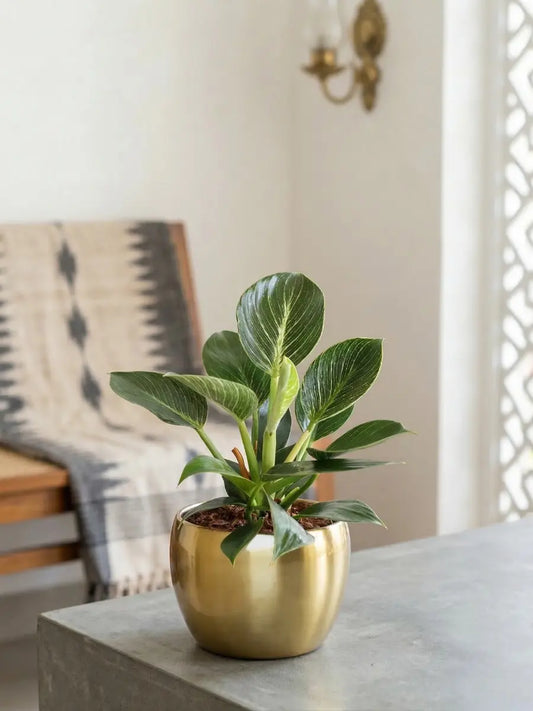 Birkin Philodendron Plant in 4" Golden Metal Pot