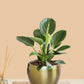 Birkin Philodendron Plant in 4" Golden Metal Pot