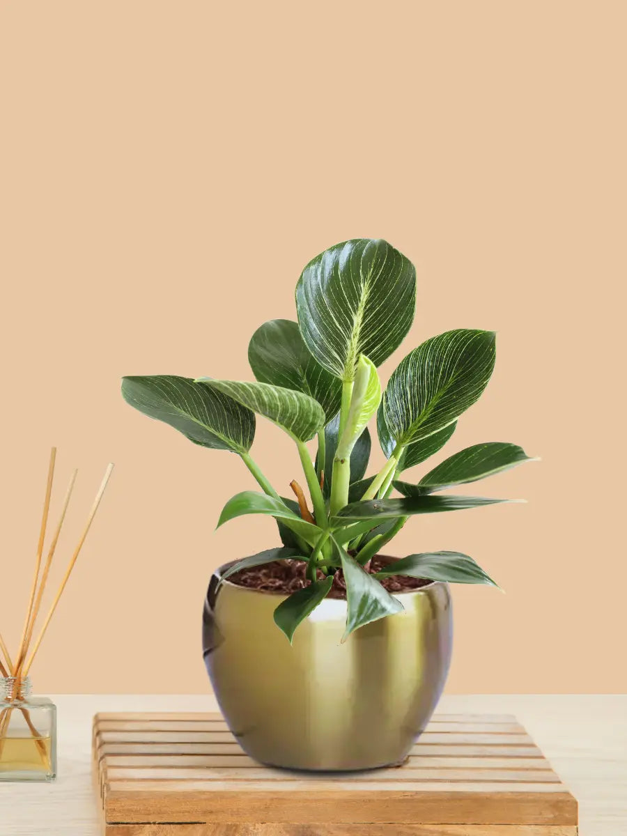Birkin Philodendron Plant in 4" Golden Metal Pot