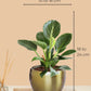 Birkin Philodendron Plant in 4" Golden Metal Pot