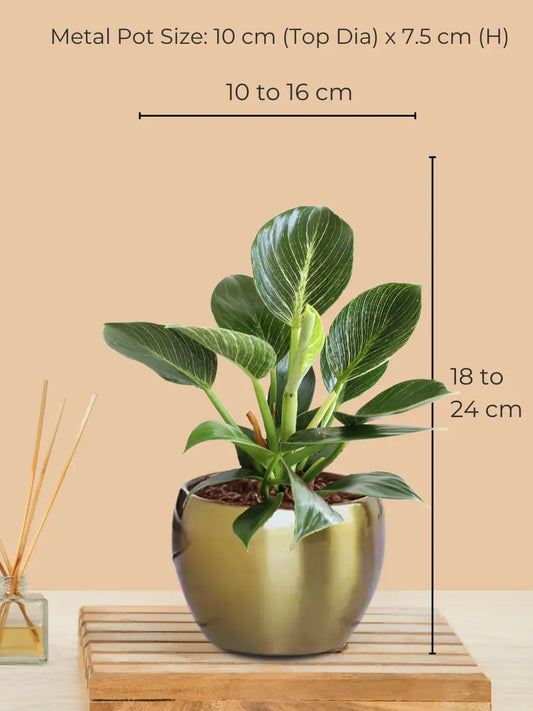 Birkin Philodendron Plant in 4" Golden Metal Pot