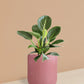 Birkin Philodendron Plant in Ceramic Pot (Medium)