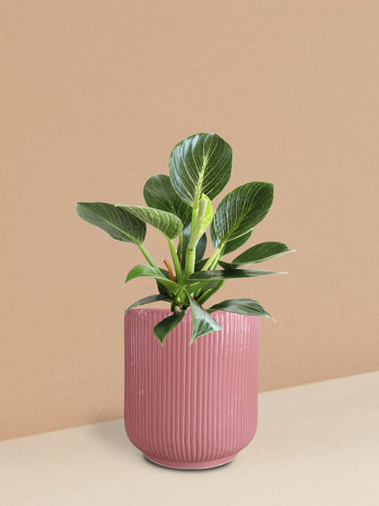 Birkin Philodendron Plant in Ceramic Pot (Medium)
