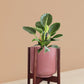 Birkin Philodendron Plant in Ceramic Pot (Medium)