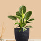 Birkin Philodendron Plant (Small) in Eco Pot