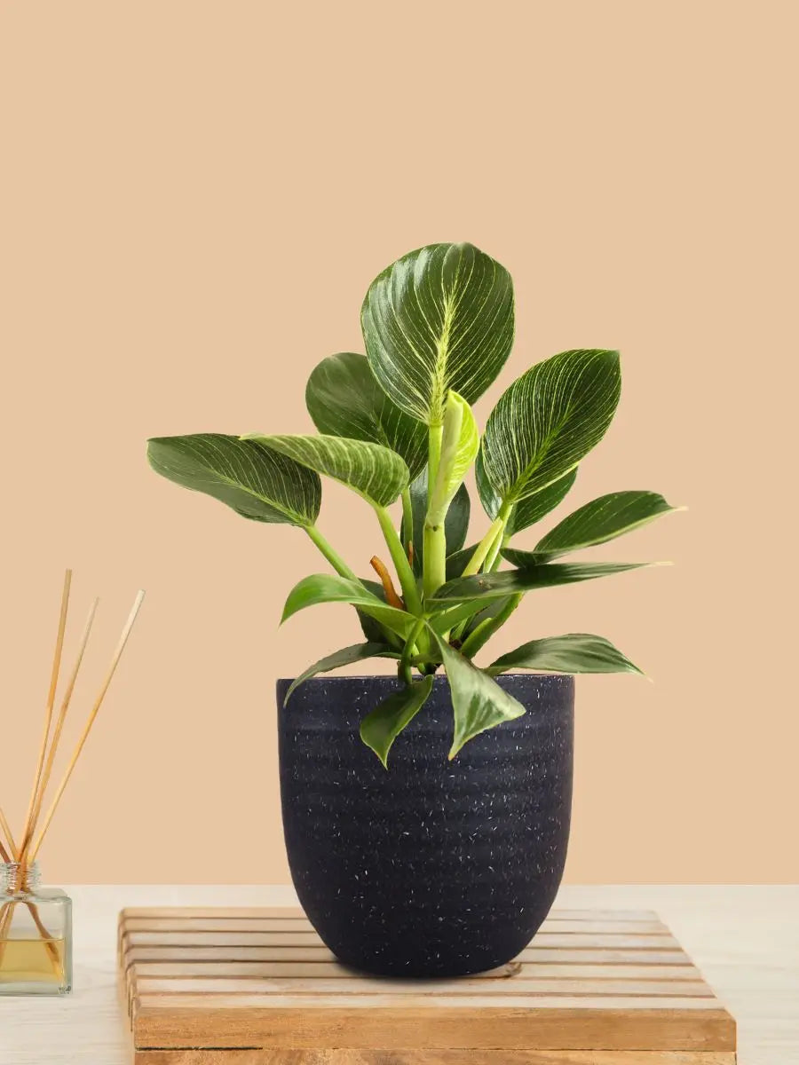 Birkin Philodendron Plant (Small) in Eco Pot