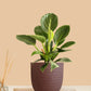 Birkin Philodendron Plant (Small) in Eco Pot