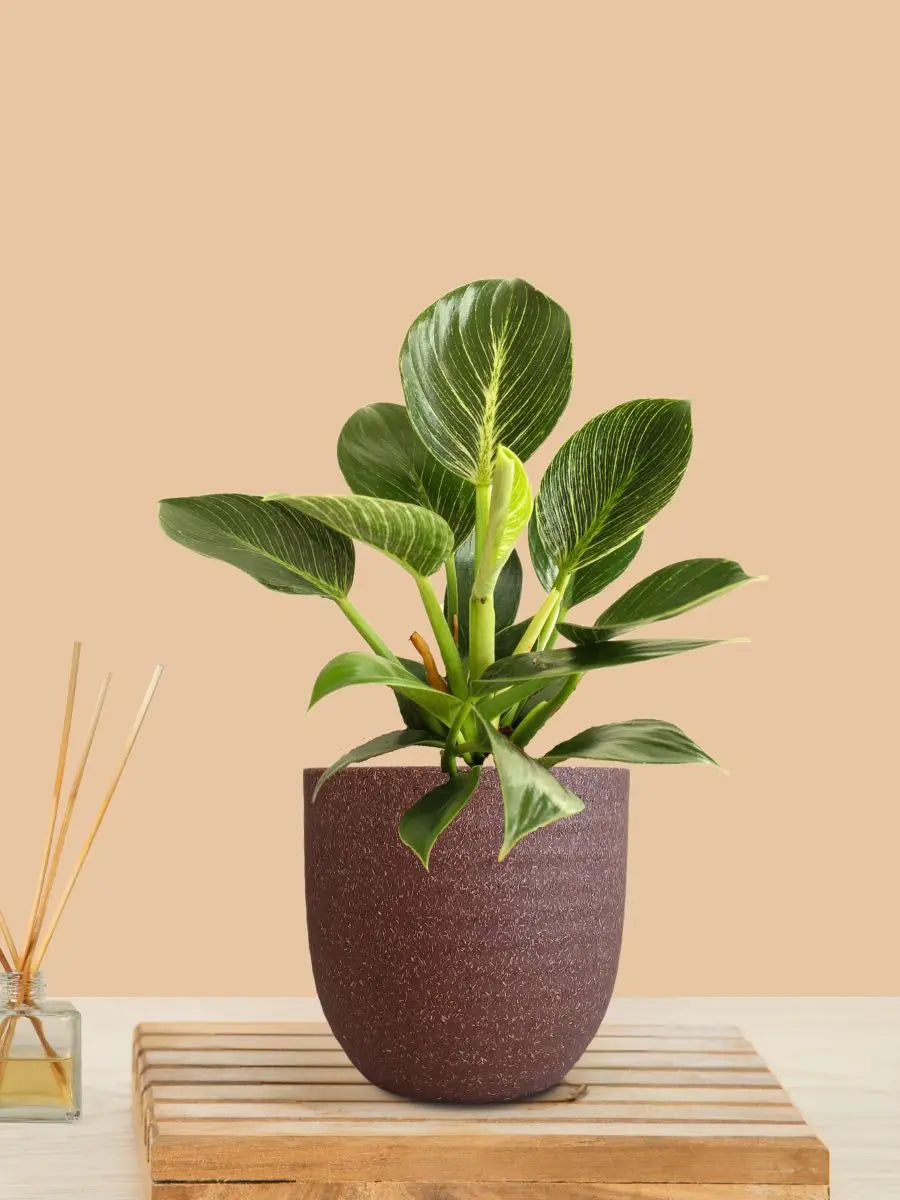 Birkin Philodendron Plant (Small) in Eco Pot