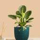 Birkin Philodendron Plant (Small) in Eco Pot